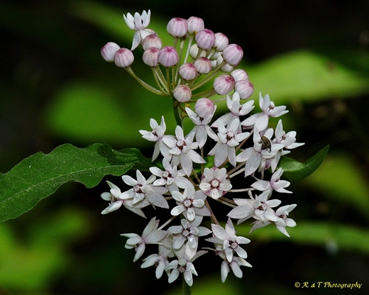 {Asclepias quadrifolia}